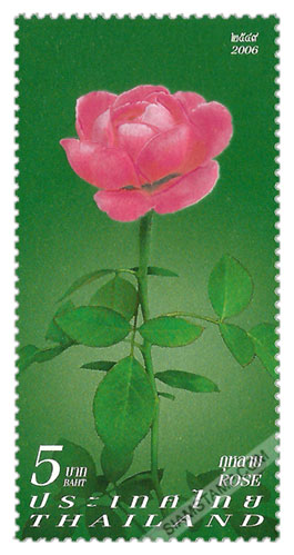 Rose 2006
